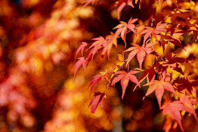 Close-up of maple leaves on tree