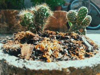 Close-up of cactus