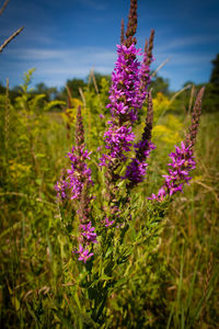 Close-up of purple flowering plants on field