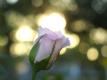 Close-up of plant against blurred background