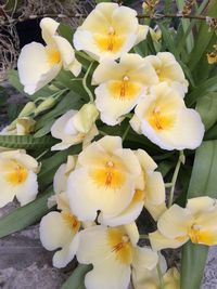 Close-up of white flower