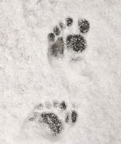 High angle view of footprints on snow