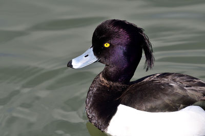 Close up of a tufted duck in the water 