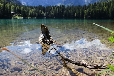 Close-up of tree in lake