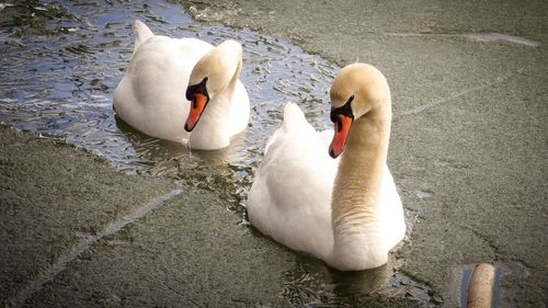 High angle view of swans swimming in lake