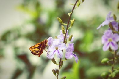 Close-up of insect on flower