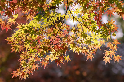 Low angle view of maple leaves on tree