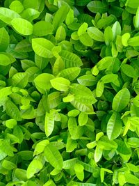 Full frame shot of green leaves