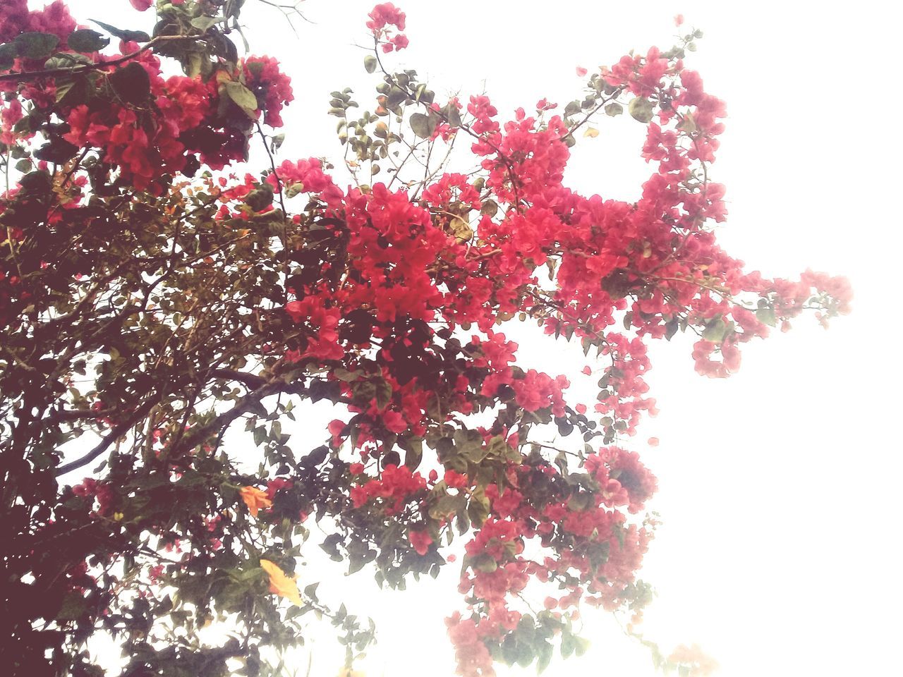 growth, tree, nature, low angle view, beauty in nature, flower, branch, no people, blossom, tranquility, outdoors, red, clear sky, freshness, sky, day