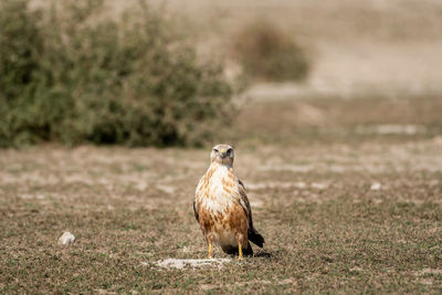 Bird perching on a field