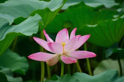 Close-up of pink water lily