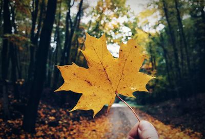 Close-up of maple leaf on tree during autumn