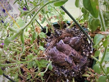 Close-up of bird on plant