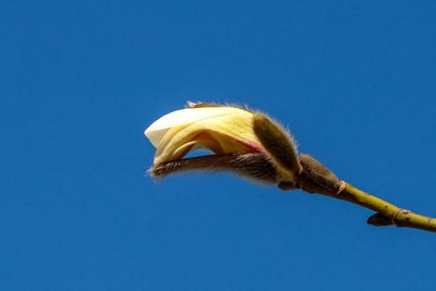 Low angle view of a reptile against clear blue sky