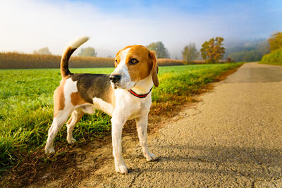 View of a dog looking away on road