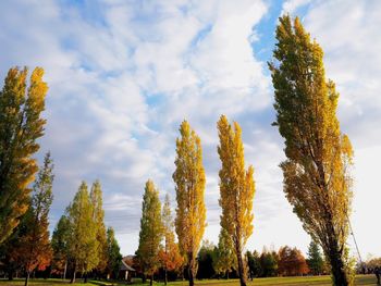 Trees against sky