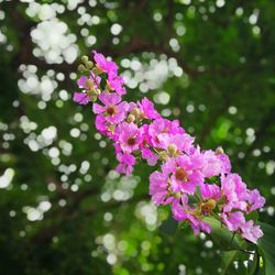 Close-up of pink flowers on plant