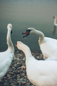 Close-up of swans on lake