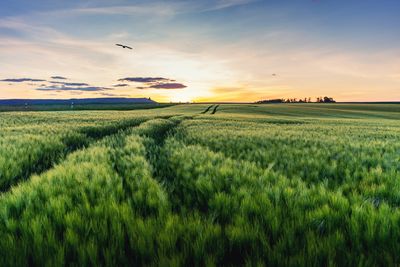 Scenic view of agricultural field against sky during sunset