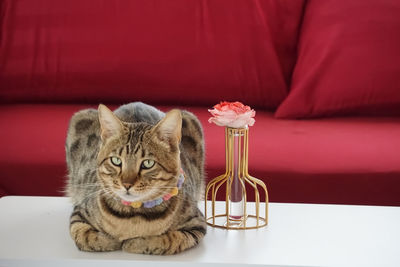 Mixed breed cat sitting next to jar of rose with dark red sofa as background