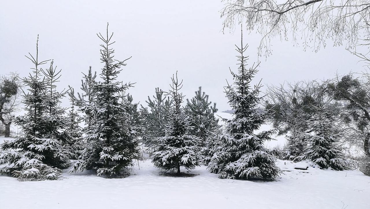 snow, winter, cold temperature, tree, nature, tranquility, tranquil scene, no people, beauty in nature, weather, outdoors, scenics, forest, day, pine tree, landscape, growth, sky