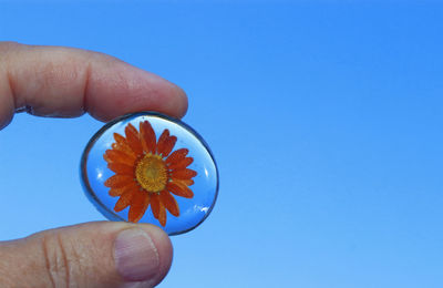 Close-up of hand holding blue flower