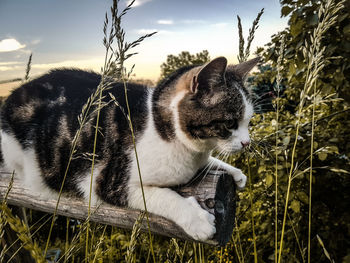 Close-up of cat relaxing on grass