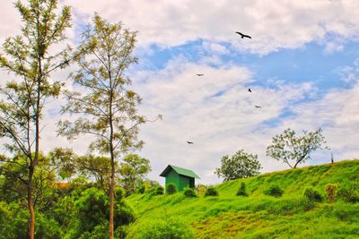Low angle view of birds flying against sky