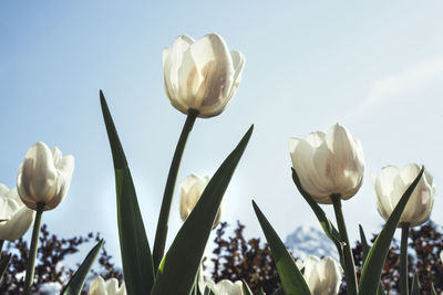 Close-up of white flowers