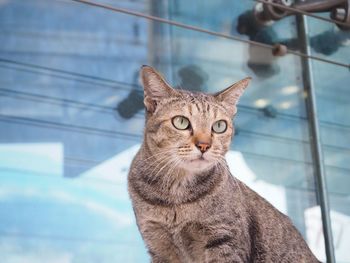 Close-up portrait of cat sitting outdoors