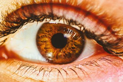 Close-up of human eye