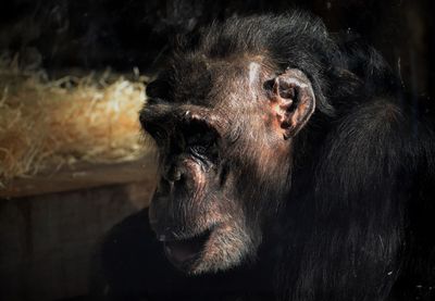 Close-up of chimpanzee at zoo