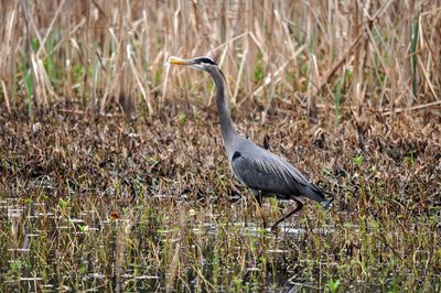 Bird on grassy field