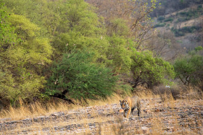 View of cat walking in forest