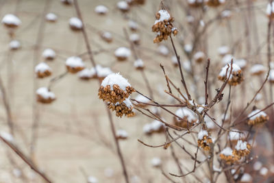 Close-up of wilted plant