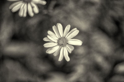 Close-up of white flowering plant