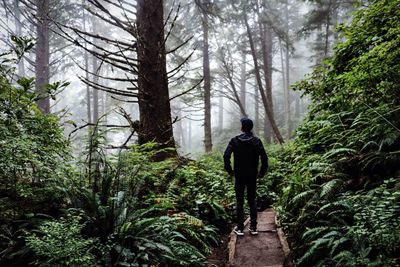 Rear view of man walking in forest