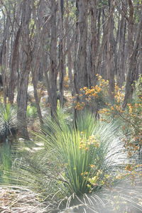 Plants and trees in park