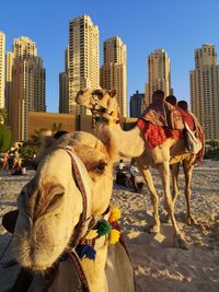 Camels in a city