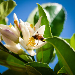 Close-up of insect on flower