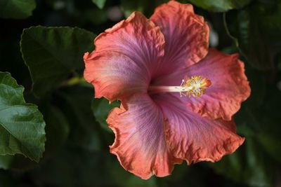 Close-up of hibiscus blooming in park