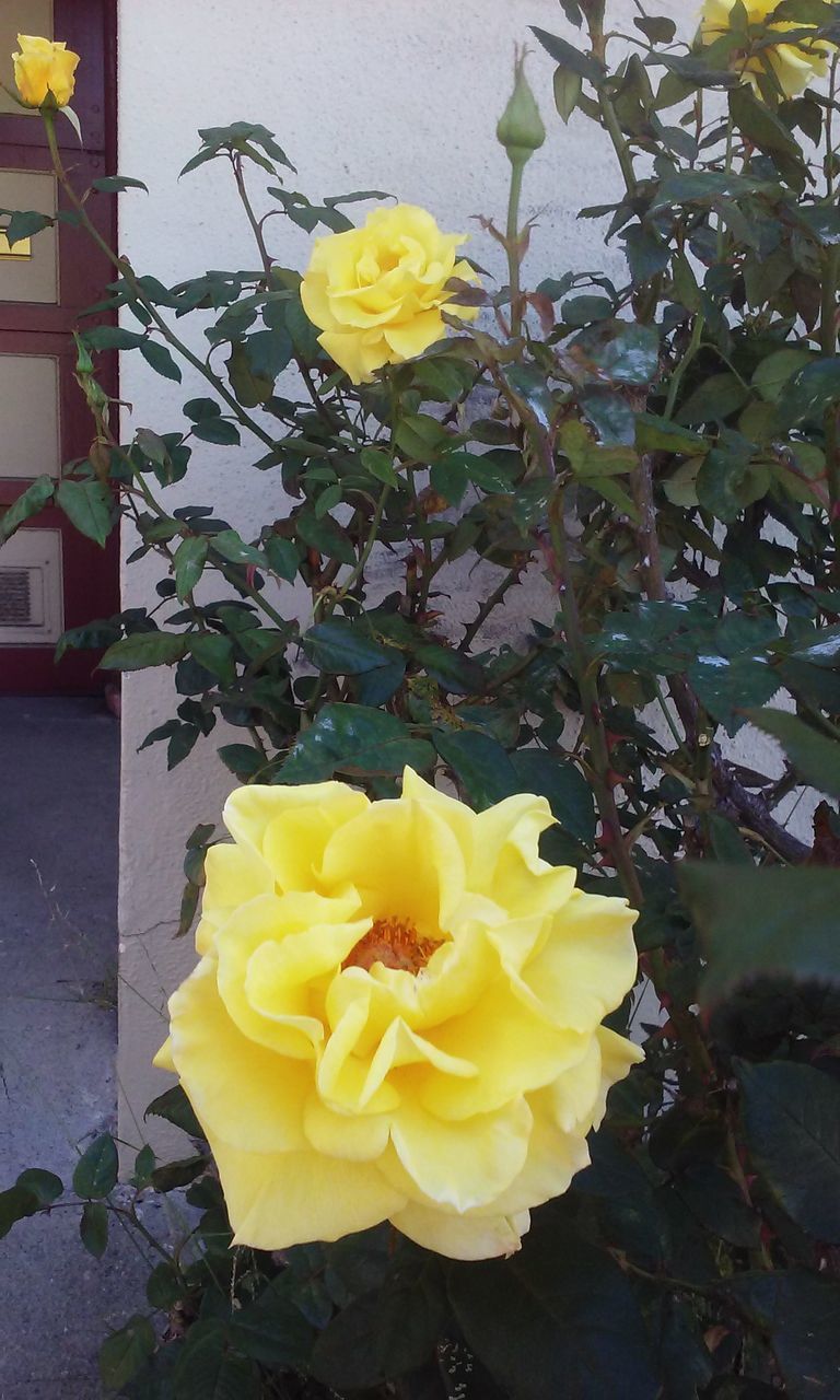 CLOSE-UP OF YELLOW ROSE FLOWER IN BLOOM