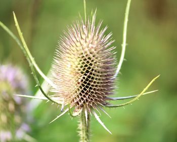 Close-up of flower