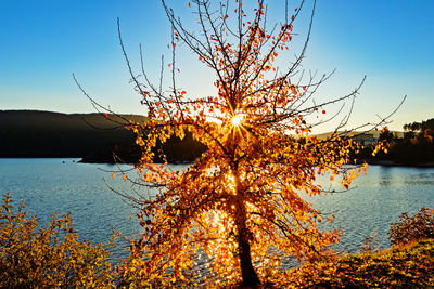 Tree by lake against sky during autumn