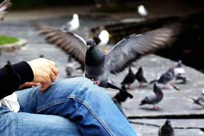 Close-up of pigeon perching on human leg