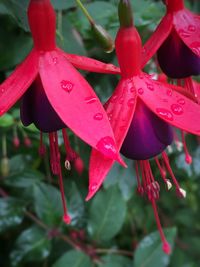 Close-up of red flowers