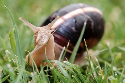 Close-up of snail on grass