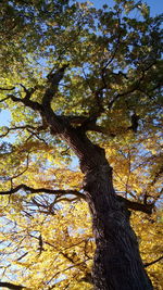 Low angle view of tree in forest