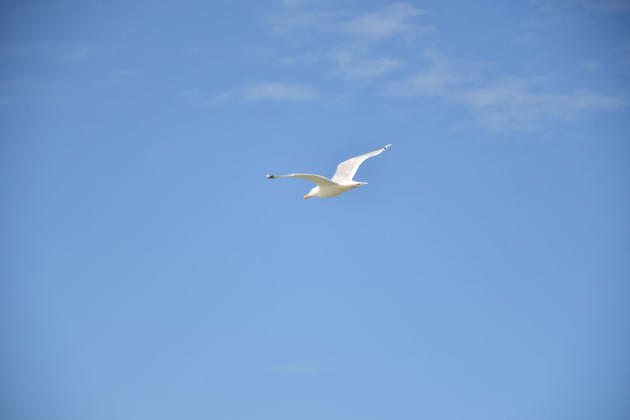 LOW ANGLE VIEW OF SEAGULLS FLYING