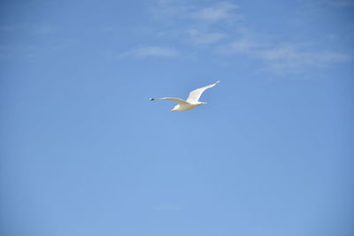 Low angle view of seagull flying in sky